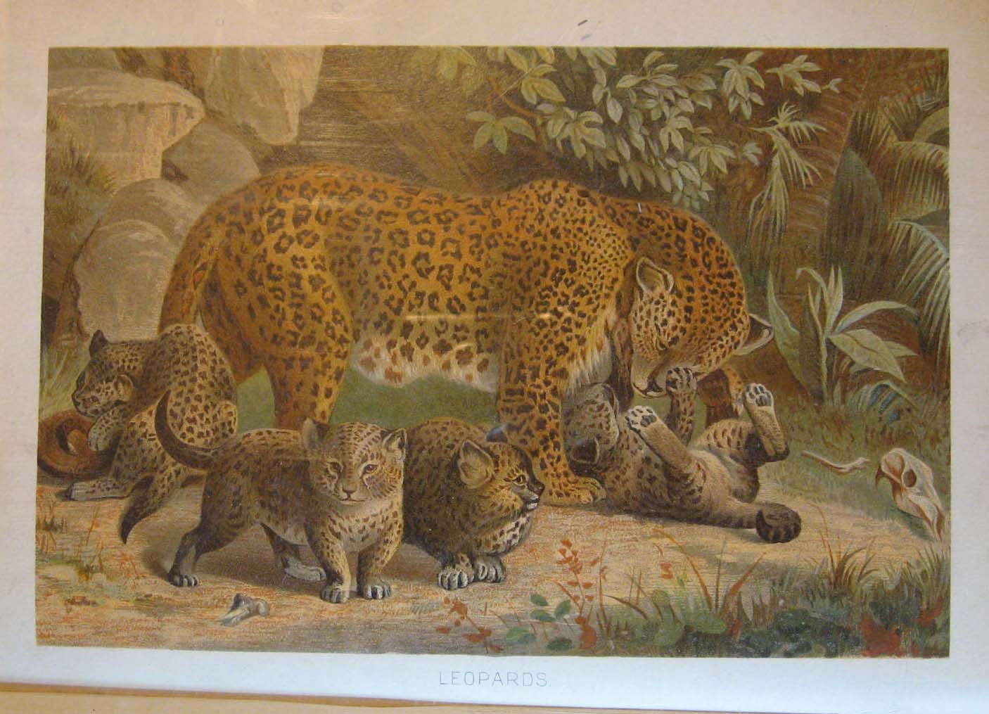 Royal Natural History Volume 1, Section 2: Mammals