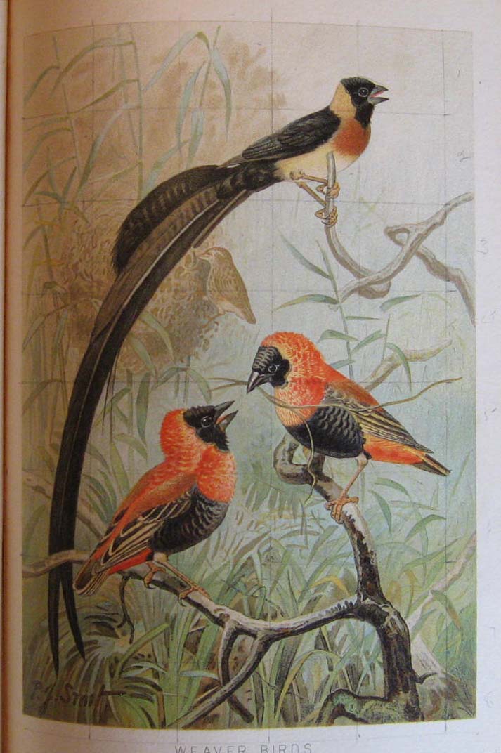 Image for Royal Natural History Volume 3, Section 6: Birds