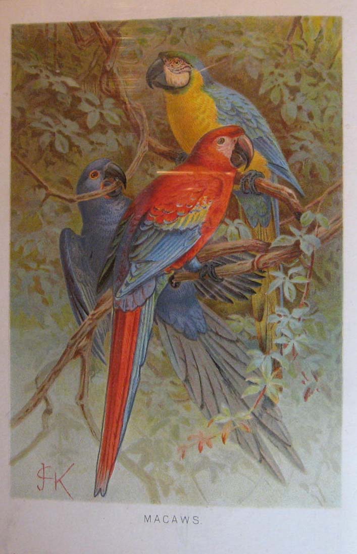 Image for Royal Natural History Volume 4, Section 7: Birds
