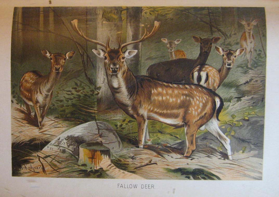Image for Royal Natural History Volume 2, Section 4:  Mammals