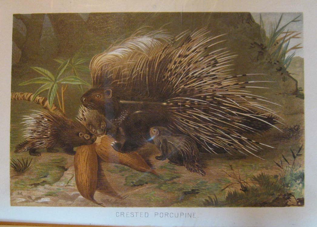 Image for Royal Natural History Volume 3, Section 5:  Mammals