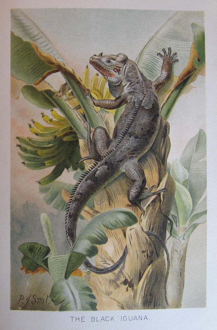 Image for Royal Natural History Volume 5, Section 9:  Reptiles
