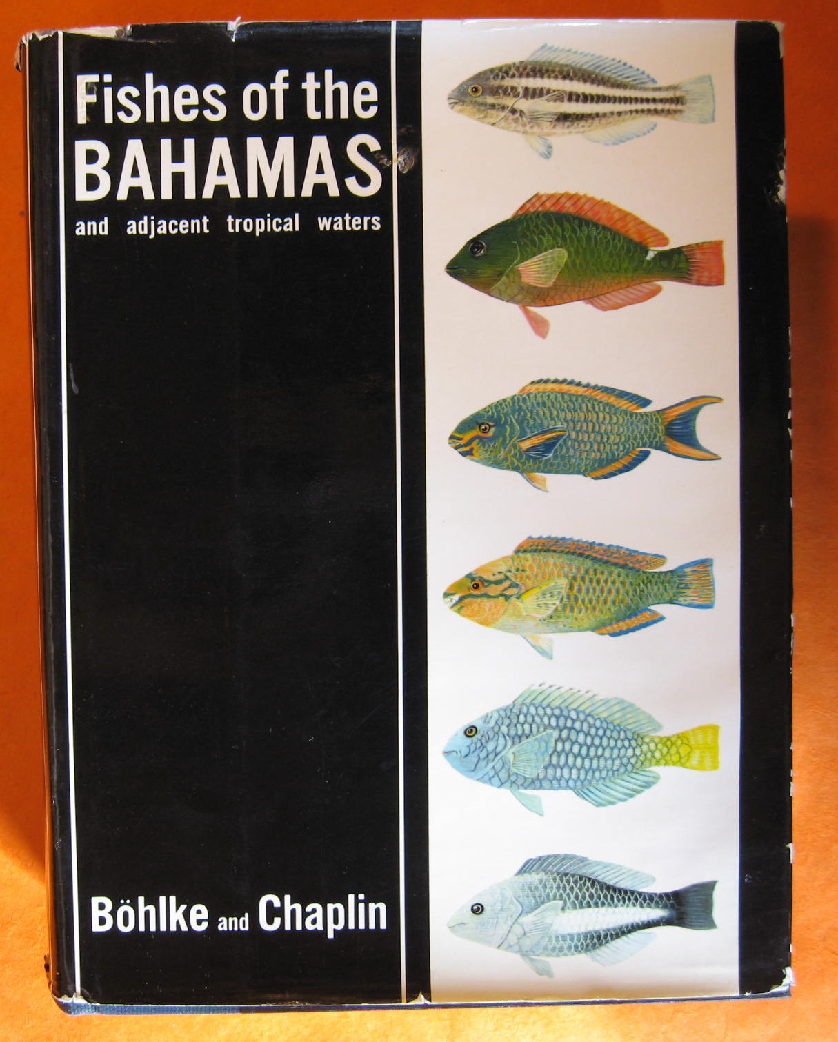 Image for Fishes of the Bahamas and Adjacent Tropical Waters
